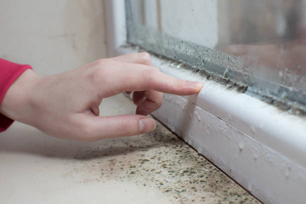Best Mold Prevention Services  in Colfax, WA