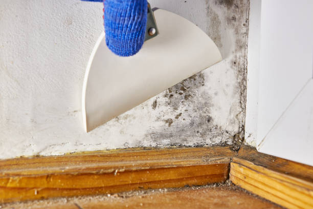 Best Mold Odor Removal Services  in Colfax, WA