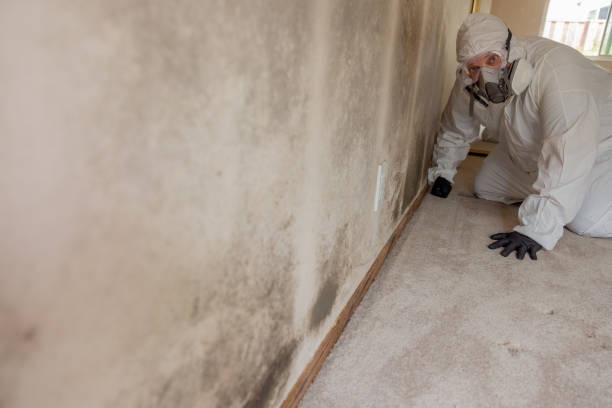 Best Attic Mold Removal  in Colfax, WA